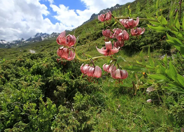 Montis Apartmán See